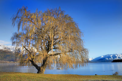 Scenic view of lake against clear blue sky