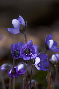 Close-up of purple flowering plant on field