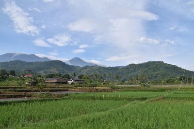 Beautiful green rice fields in the mountains