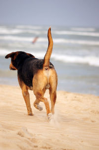 Dog running on beach