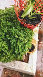 High angle view of potted plants in basket