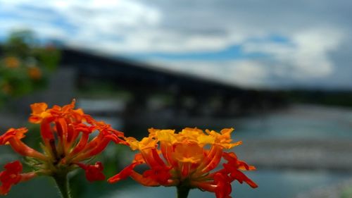 Close-up of orange flowers blooming outdoors