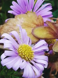 Close-up of purple flower blooming outdoors