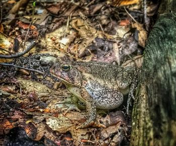 Close-up of lizard on tree trunk