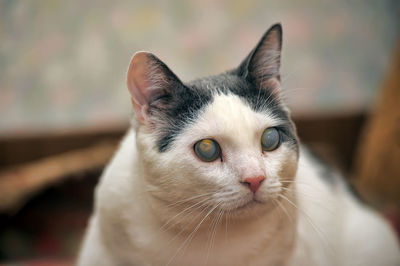 Close-up portrait of a cat