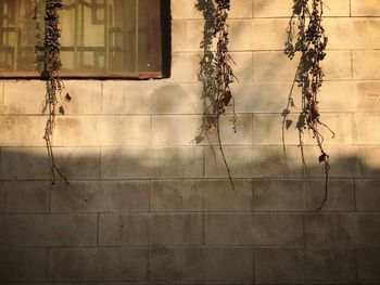 Dried plants on wall