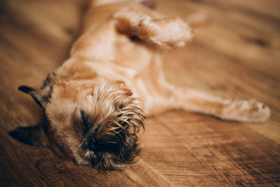 Dog sleeping on wooden floor