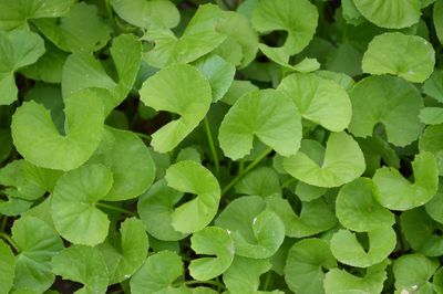 Full frame shot of green leaves