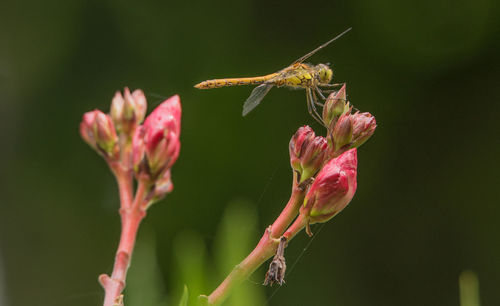 Close-up of insect on flower