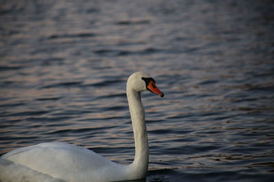 Close-up of swan in lake