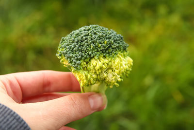 Hand holding broccoli closeup nature background. healthy green organic raw broccoli florets ready 