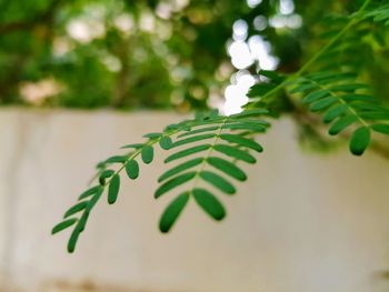 Close-up of leaves on tree