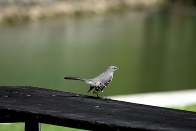 Close-up of bird perching on wood