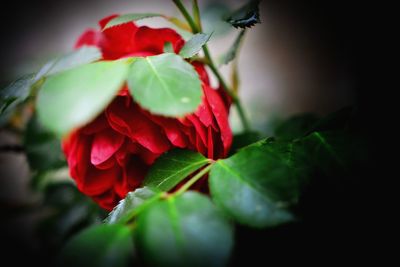 Close-up of red rose plant