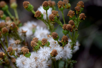 Close-up of wilted flowering plant