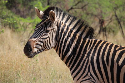 Close-up of zebra on field