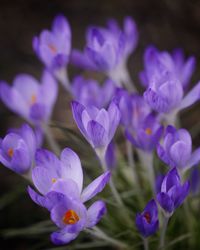 Close-up of purple flowers blooming