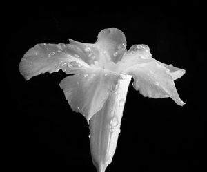 Close-up of wet white flower against black background