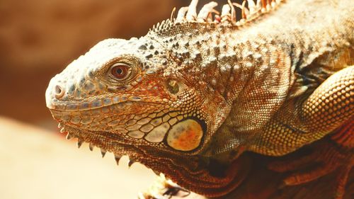 Close-up of lizard