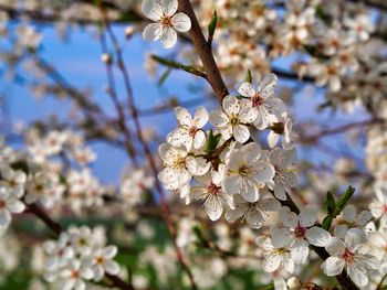 Close-up of cherry blossoms in spring