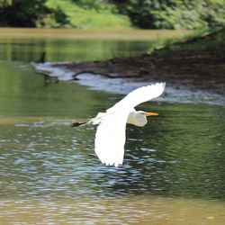 White swan flying over lake