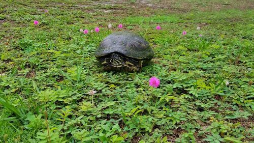 High angle view of tortoise on field