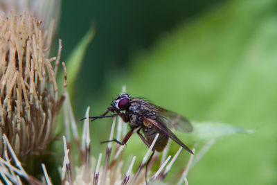 Close-up of insect on plant