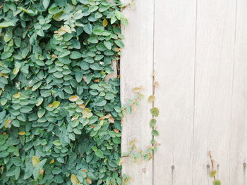 Plants growing by wooden fence