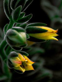 Close-up of yellow flowering plant