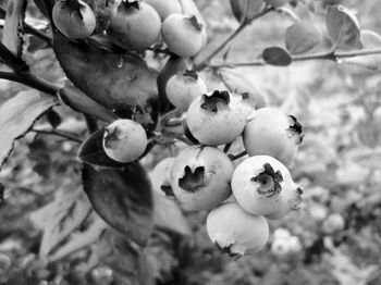 Close-up of berries on tree