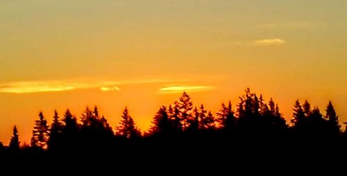 Silhouette of trees at sunset