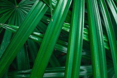 Full frame shot of bamboo plants