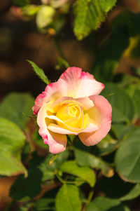 Close-up of pink rose