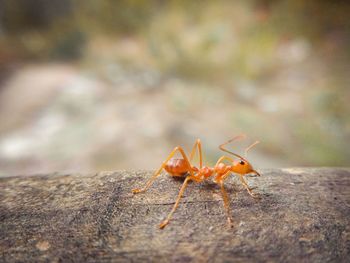 Close-up of ant on leaf