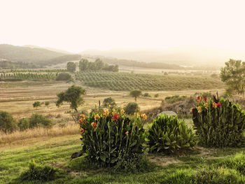 Scenic view of field against sky