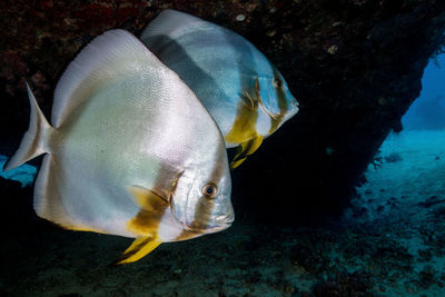 Close-up of fish swimming in sea