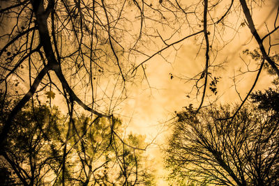 Low angle view of bare trees against sky at sunset