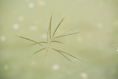 Close-up of raindrops on plant