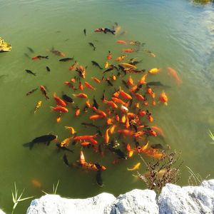 High angle view of koi carps swimming in lake