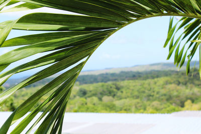 Close-up of palm tree leaves