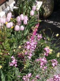 High angle view of purple flowering plants in park