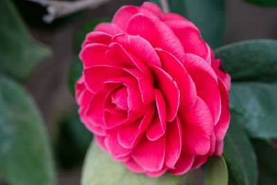Close-up of pink rose