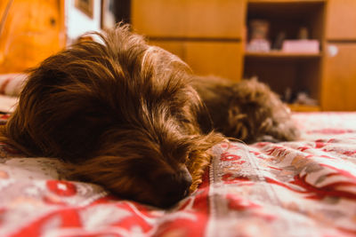 Close-up of dog sleeping on bed