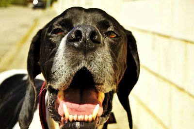 Close-up of dog