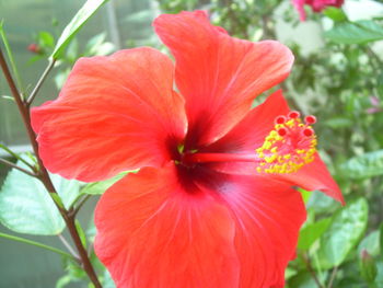 Close-up of red flower