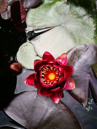 Close-up of red rose