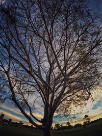 Bare trees against sky at sunset