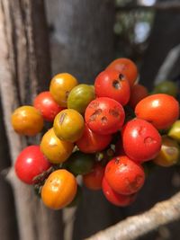 Close-up of tomatoes on tree