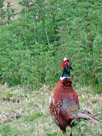 View of a bird on land