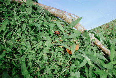 High angle view of vegetables on field